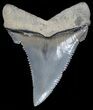 Beautiful, Angustidens Tooth - Megalodon Ancestor #49974-1